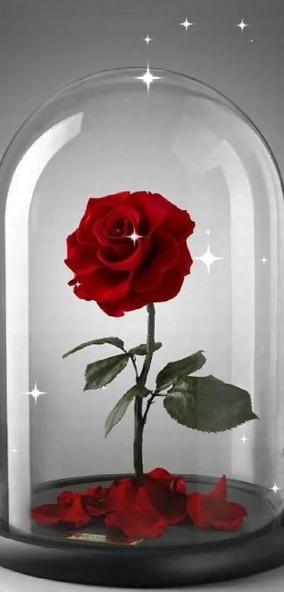 Red rose encased in a glass dome with fallen petals on white surface.