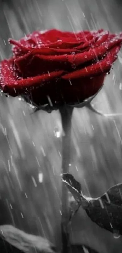 Red rose beautifully captured amidst rain, ideal for a mobile wallpaper.