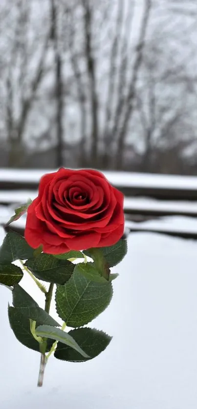 Red rose standing in fresh snow with blurred trees.