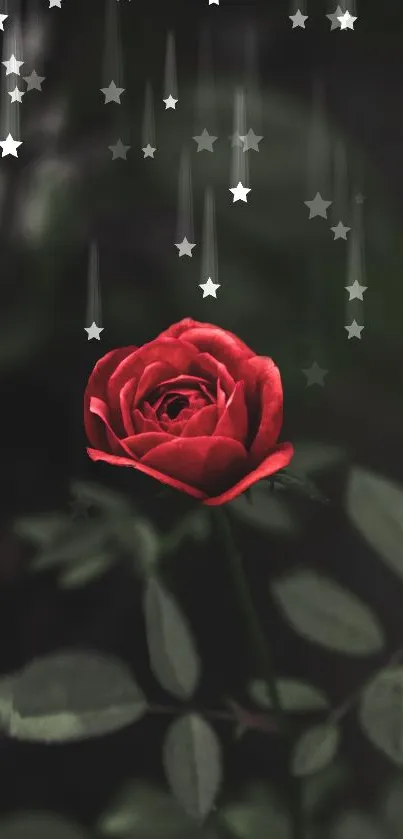 Beautiful red rose with stars on a dark background wallpaper.