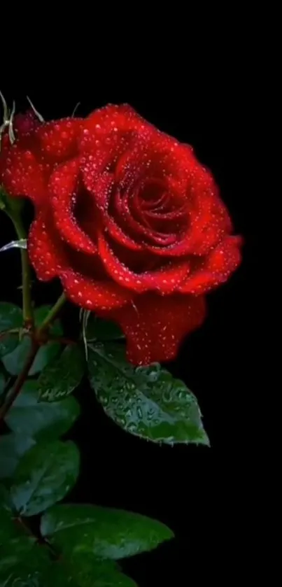 Beautiful red rose with dew drops against a dark background.