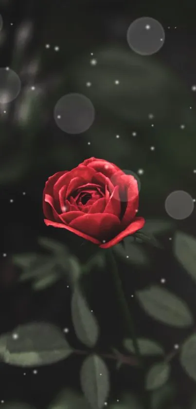 Elegant red rose with dark ambient background for mobile wallpaper.