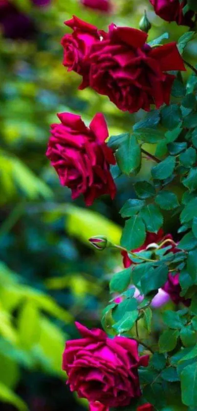 Mobile wallpaper with red roses and lush green leaves.