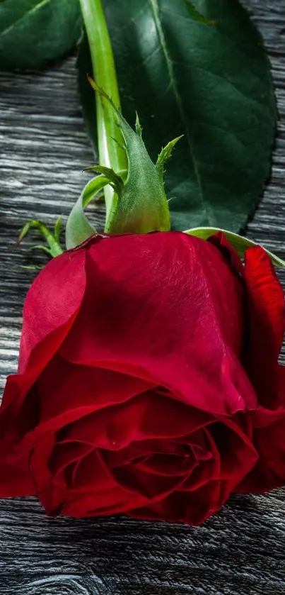 Vibrant red rose on a rustic wooden background.