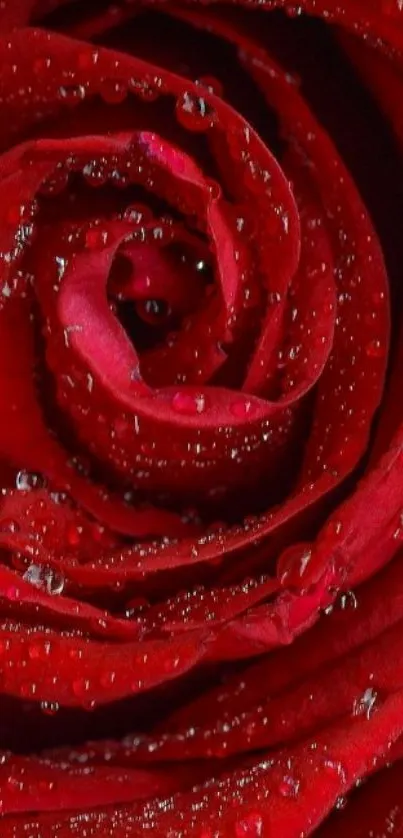 Close-up view of a red rose with dewdrops.