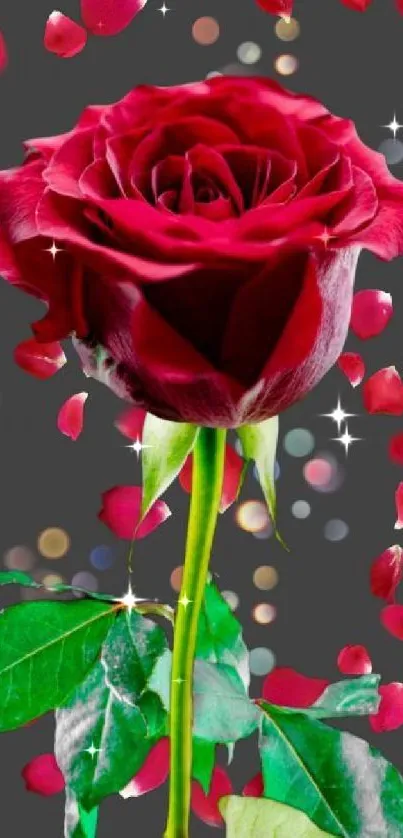 Vibrant red rose with dark backdrop and scattered petals for mobile wallpaper.