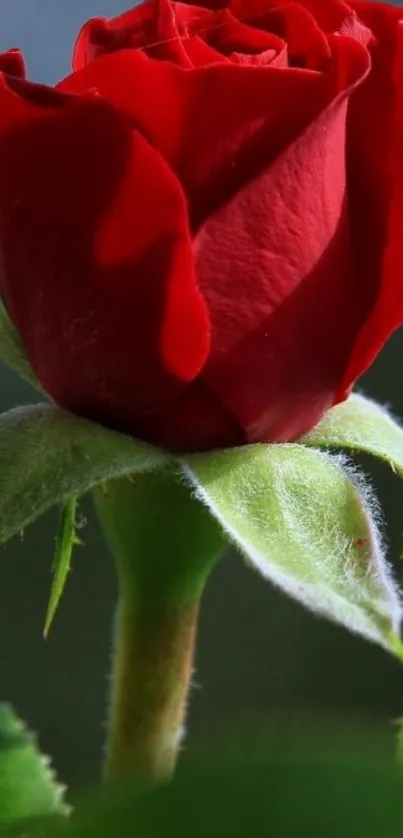 Elegant red rose on a green stem with blurred dark background.