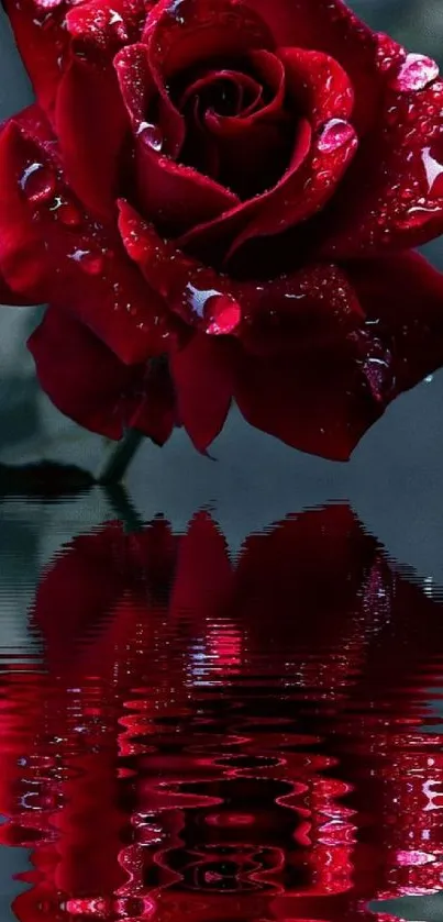 Elegant red rose with water reflection on dark background.