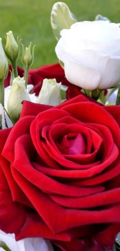 Mobile wallpaper of a beautiful red rose bouquet.