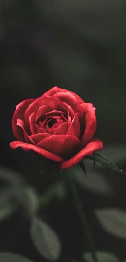 A vivid red rose on a dark green blurred background.