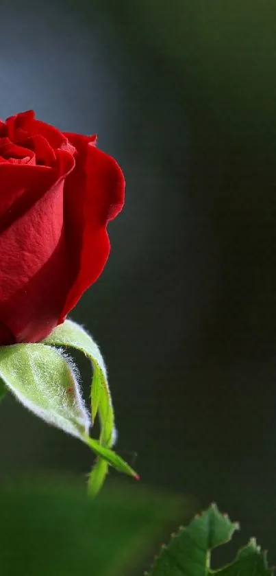 Close-up of a red rose with green leaves and blurred background.