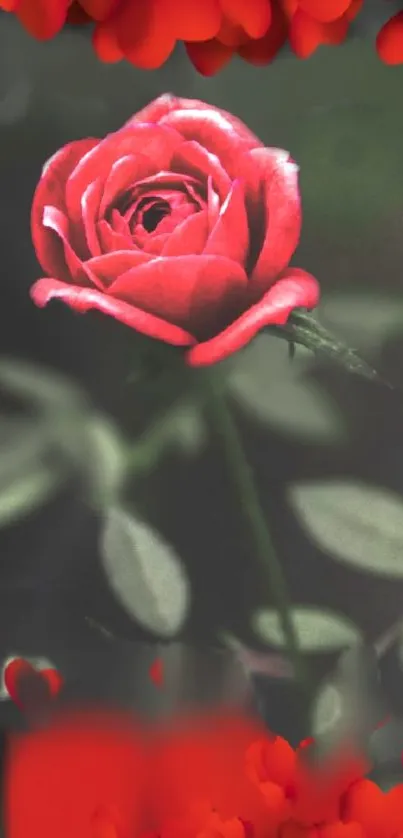 Elegant red rose amidst dark green leaves in a mobile wallpaper design.