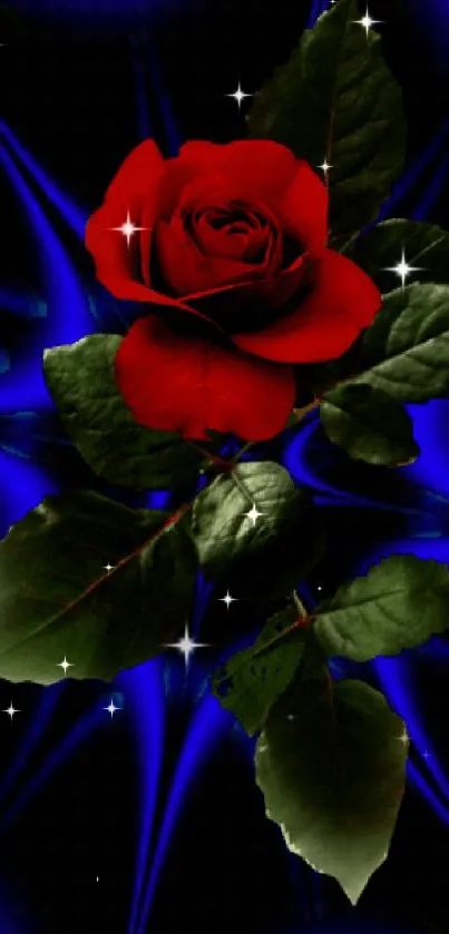 Elegant red rose on blue background mobile wallpaper.