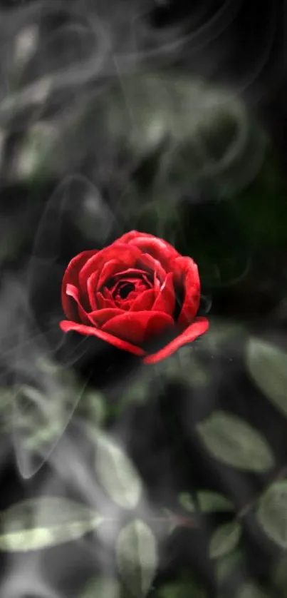 Elegant red rose amidst smoky background wallpaper.