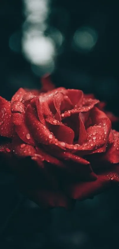 Elegant red rose with dewdrops on dark background wallpaper.