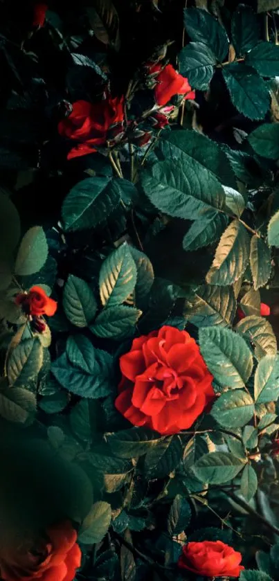 Red roses surrounded by lush green leaves on a mobile wallpaper.