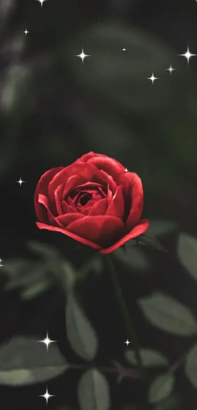 Elegant red rose with dark leaves and starry background wallpaper.