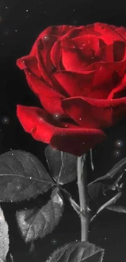 Elegant red rose on black background wallpaper.