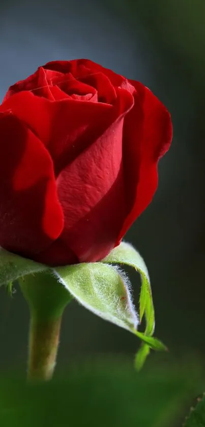 Close-up of a vibrant red rose with green leaves in a natural setting.