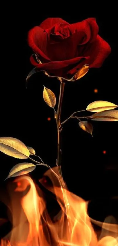 Red rose with golden leaves on a black background wallpaper.