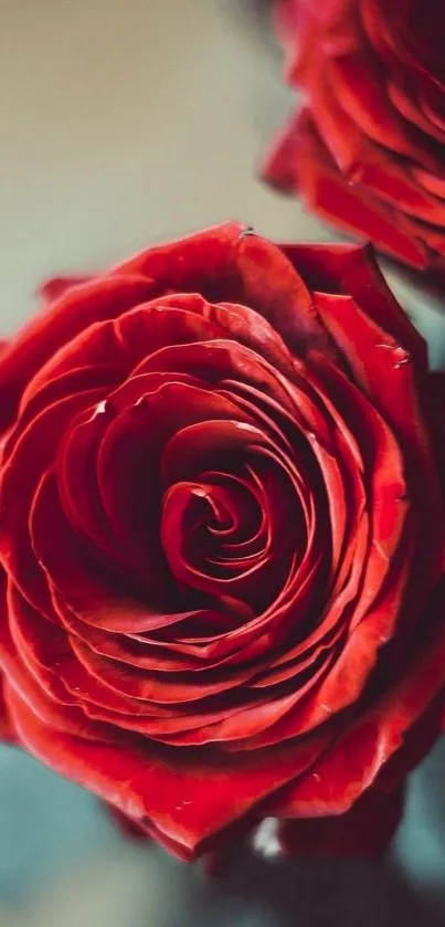 Elegant red rose with detailed petals in a vibrant, close-up mobile wallpaper.