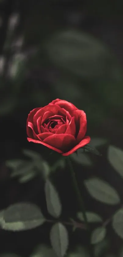 Vibrant red rose with green leaves on a dark background.