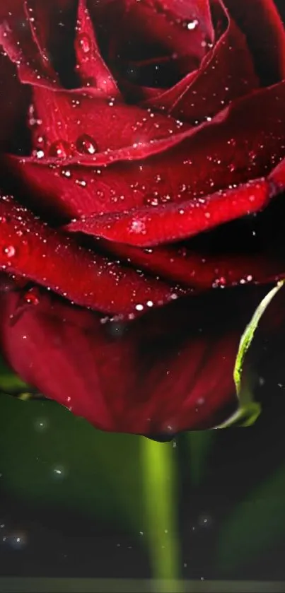 Elegantly dew-covered red rose wallpaper.