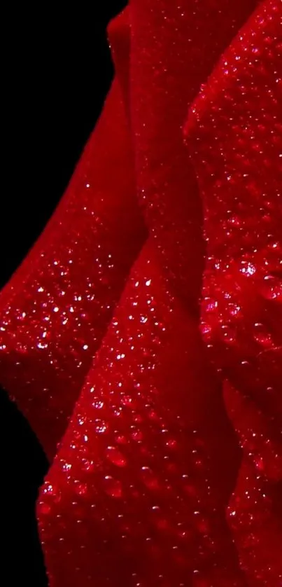 Close-up of a red rose with dewdrops on petals against a black background.