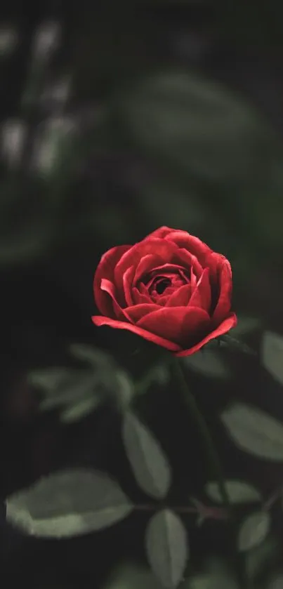 Elegant red rose on a dark background, perfect for mobile wallpaper.