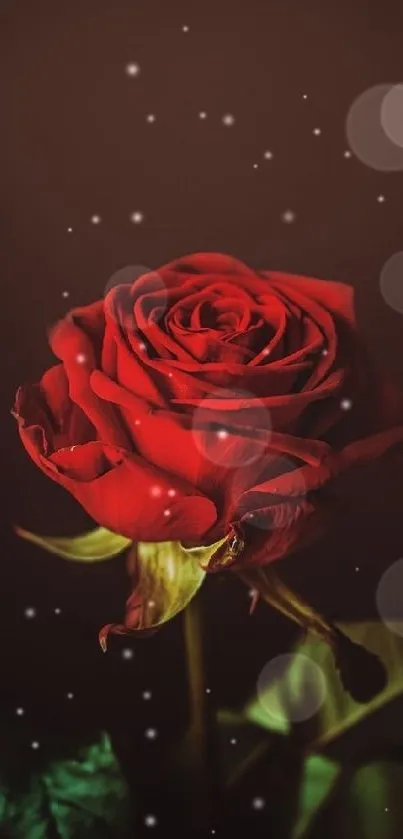 Elegant red rose on a dark background wallpaper for mobile.