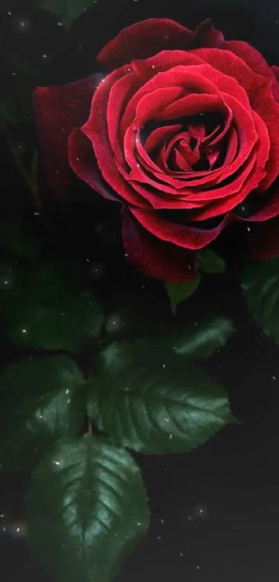 Red rose with green leaves on a dark background wallpaper.