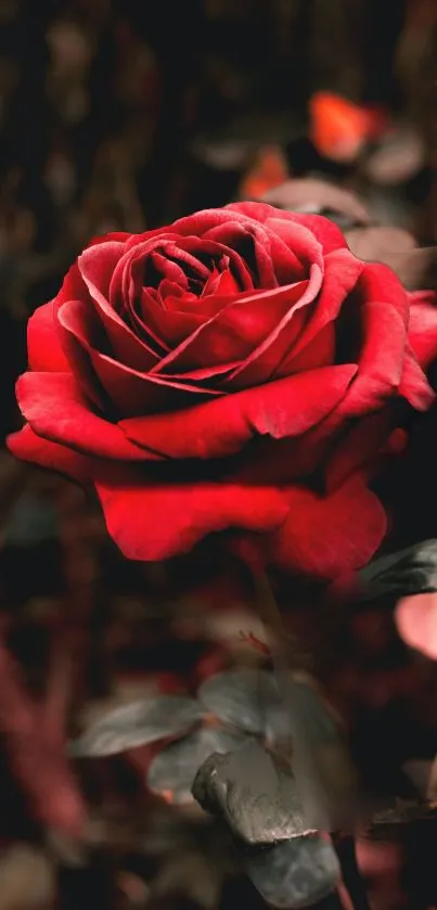 A vivid red rose against a dark, artistic background.