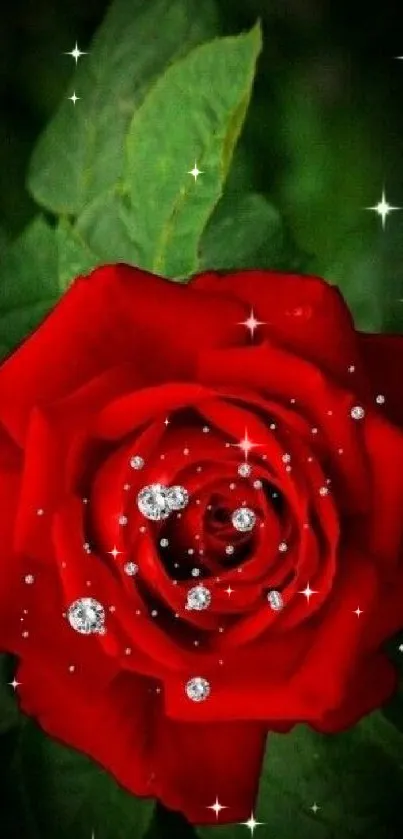 Red rose with water droplets on petals.