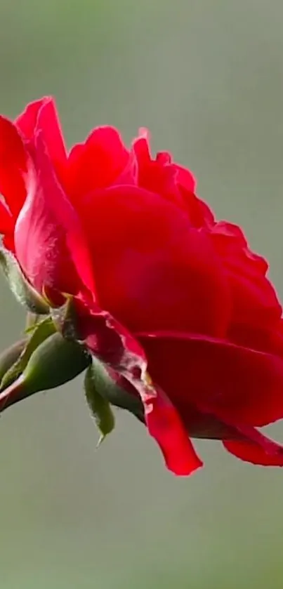 Close-up of a vibrant red rose against a blurred green background.