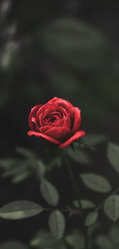 A striking red rose against a dark background with green leaves.