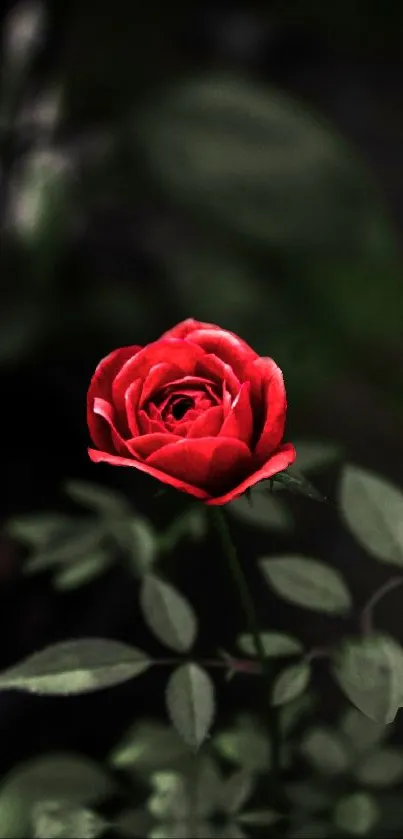 Vibrant red rose with dark leafy background for mobile wallpaper.