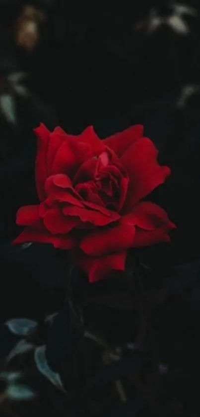 Vivid red rose against a dark backdrop.