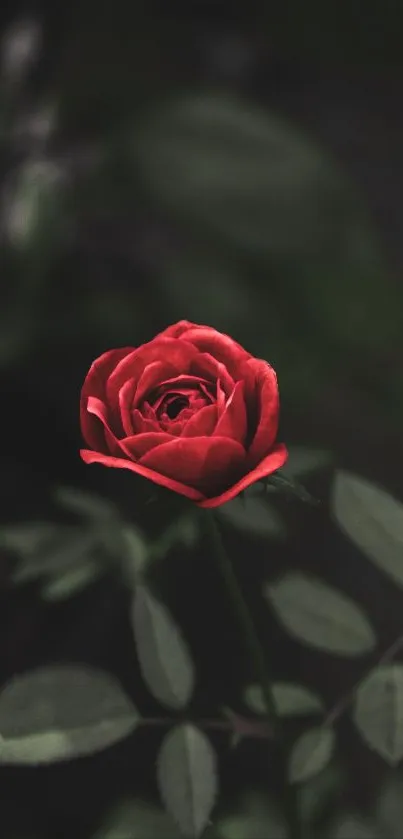 Elegant red rose against a dark backdrop, ideal mobile wallpaper.