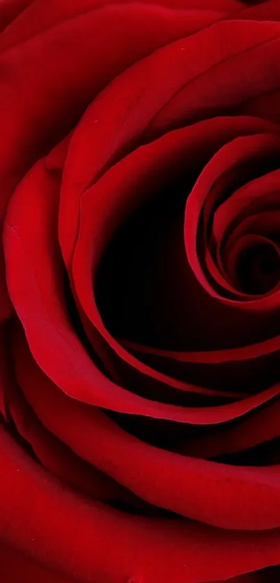 Elegant red rose petals in close-up view.