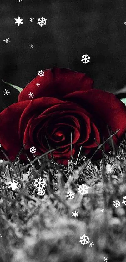 Red rose on a dark background with elegant details.