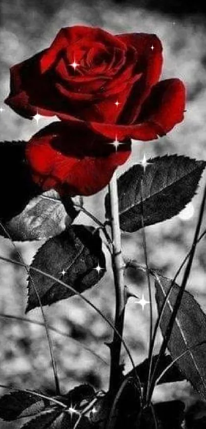 Elegant red rose on black and white background.