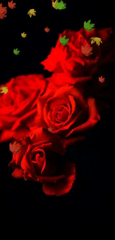 Close-up of elegant red roses on dark background.