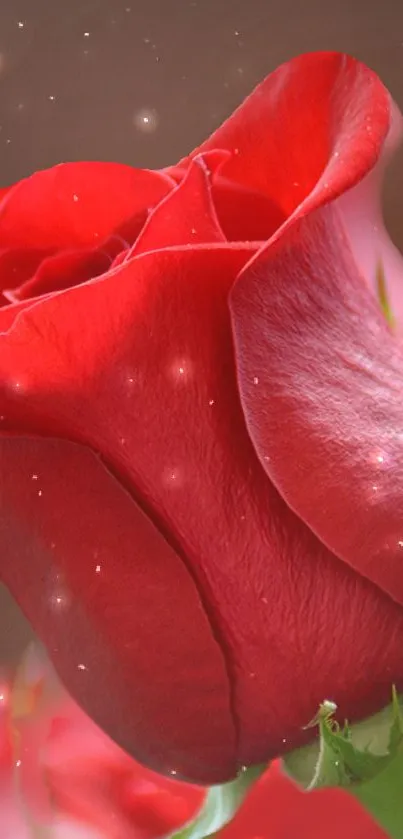 Beautiful red rose with glowing specks on a soft background.