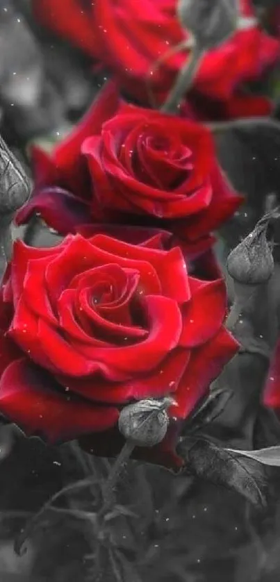 Vibrant red roses with black background on a mobile wallpaper.