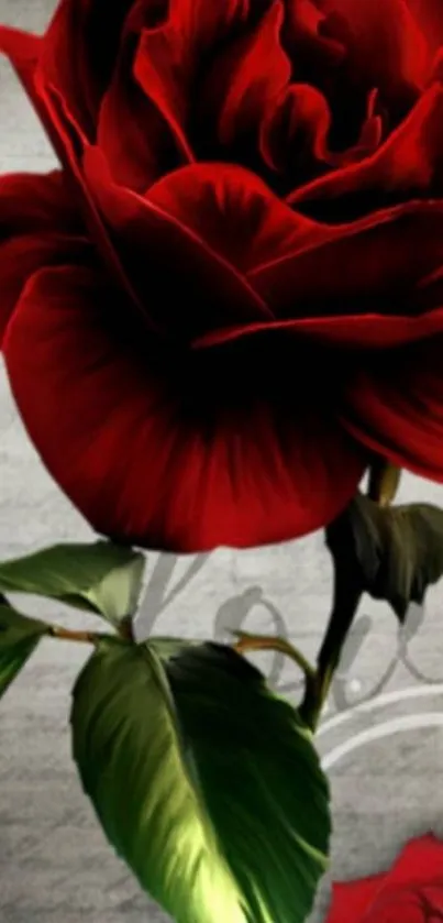 Elegant red rose close-up with detailed petals and green leaves.