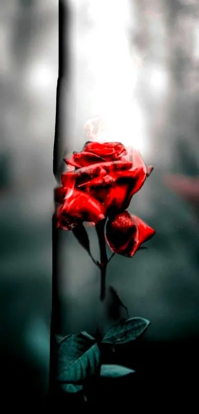 Elegant red rose with blurred background.