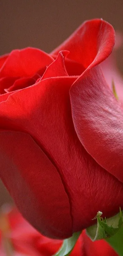 Close-up of an elegant red rose with vivid details.