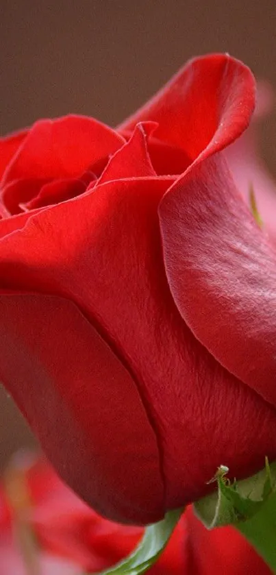 Close-up of a vibrant red rose against a subtle background.