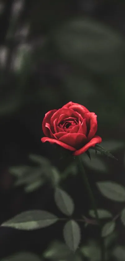 Elegant red rose on dark background mobile wallpaper.