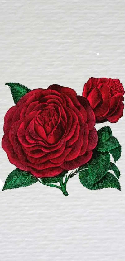 Red rose with green leaves on a white textured background.